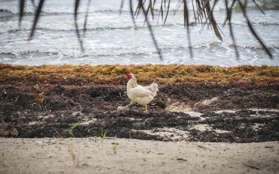 White chicken walking on a beach in Belize past piles of smelly sargassum seaweed. 