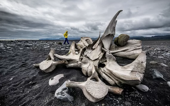 Whale bones are scattered on a beach, where a figure walks in the background