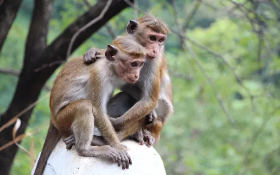 Monkeys