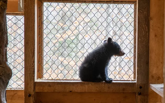 A bear cub sits in a screened enclosure at Kilham Bear Center in Lyme, New Hampshire