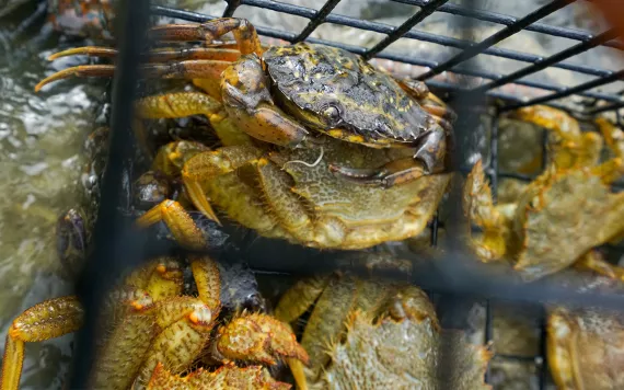 An invasive European green crab sits in a Lummi trap surrounded by native hairy helmet crab.