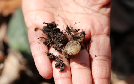 An orchid root and soil in a researcher's outstretched hand
