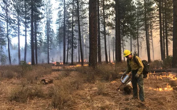 Fire managers and Firefighters on the 340-acre Harris Prescribed understory Fire on October 12, 2018 northeast of McCloud in the Shasta-Trinity National Forest (USFS photo by Liz Younger, Forest Fire Planner)