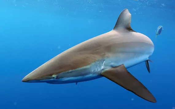 Silky shark, aka Carcharhinus falciformes. Photo courtesy of Fabien Forget. 