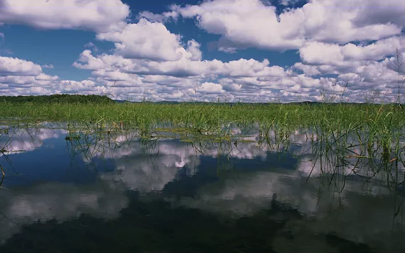 Wild rice is an annual aquatic grass that produces a seed that is delicious and nutritious for wildlife and humans. 