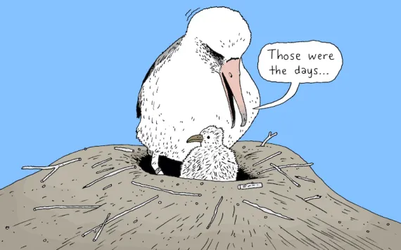 Albatross