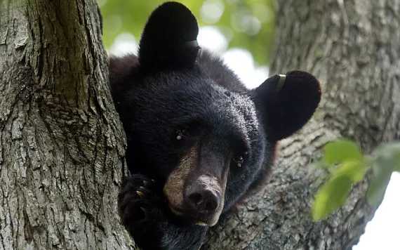 A black bear sits in a tree behind a home in Hamilton Township, N.J.