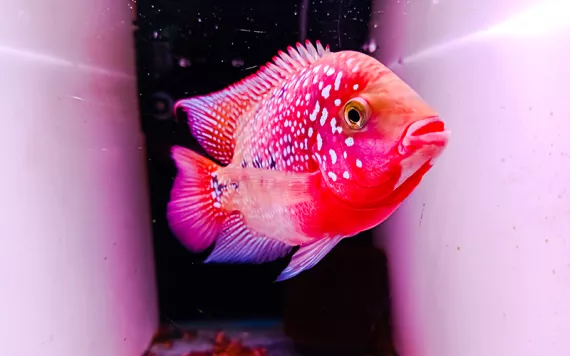 Stunning pink and red chiclid fish floating against a black and pink background. 