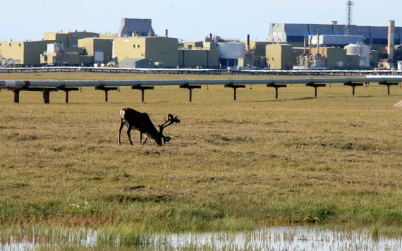 A caribou grazes near oil transit lines running across the tundra on Alaska's North Slope.
