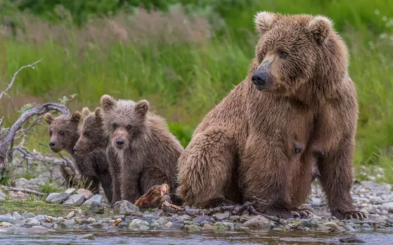 Brown bear mother with two cubs along the banks of a stream