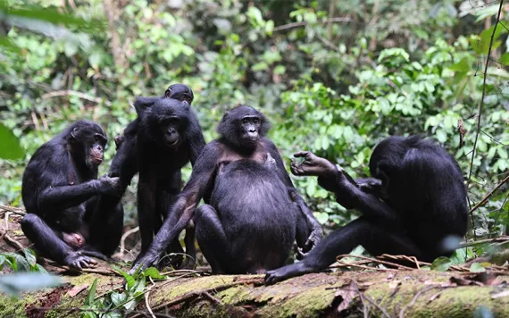 bonobos