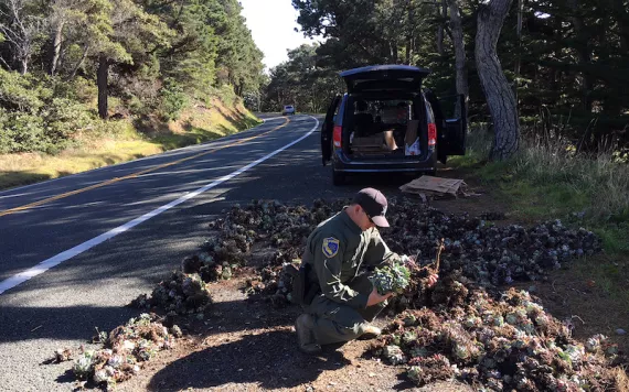 A wildlife officer with seized dudleya