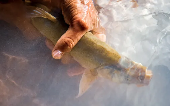 Humpback chub