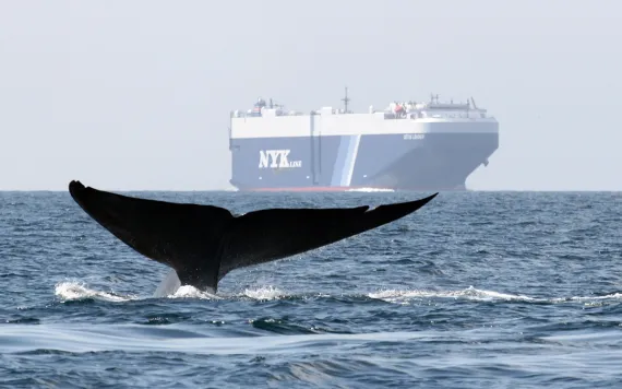 A whale dives back into the water with a huge cargo ship in the background