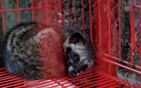 A frightened palm civet curls up in a cage