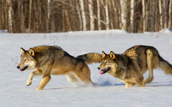 Gray wolves running in snow.