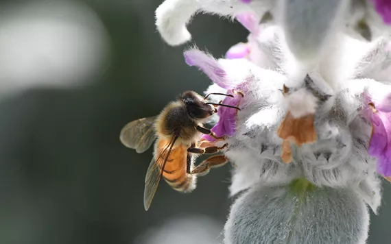 Image of a European honeybee in front of a pink and white flower