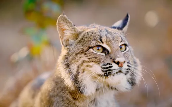 Bobcat from Kiawah