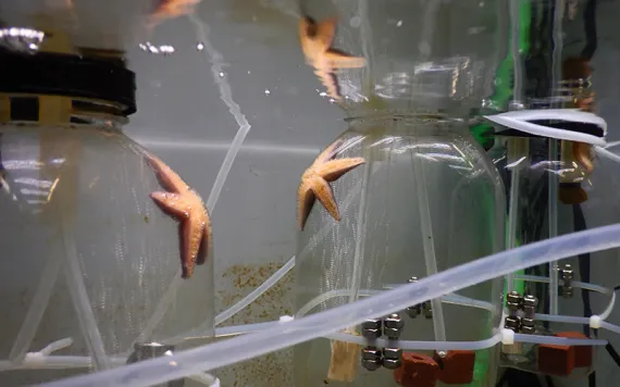 Sea stars in a simulated marine heatwave experiment. Photo by Sarah Rühmkorff.