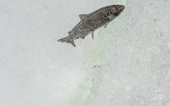 Salmon