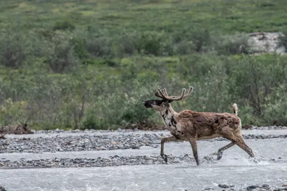 Arctic National Wildlife Refuge