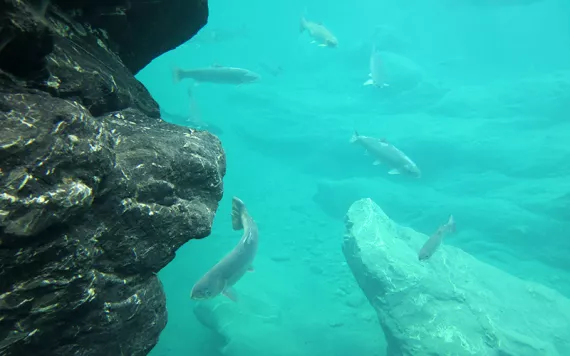 Photo by Shawn Thompson/CDFW