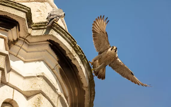 Peregrine falcons on St. Paul’s Church, Deptford, London. Photo by Marshall Bruce | iStock