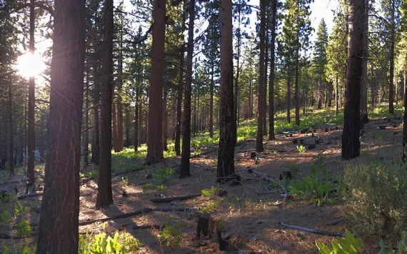 Zombie forests