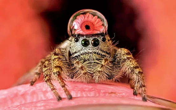 Close-up of a furry spider against a red background. A drop of water on its head shows the reflection of a pink flower and looks like a hat.