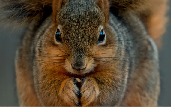 Close-up of a brown squirrel staring into the camera with its bushy tail above.