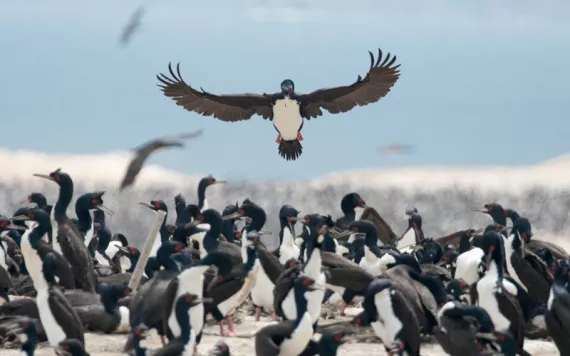 A Guanay cormorant lands in the middle of a bird colony.