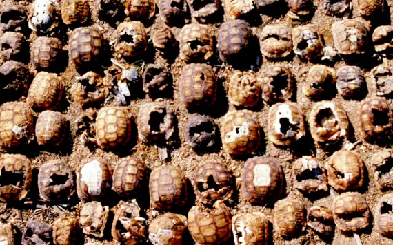 Dozens of dead tortoise shells lined up on the ground in a desert.