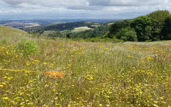 Grasslands