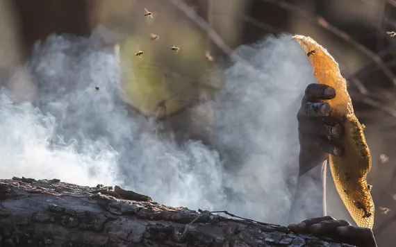 Photo courtesy of Dominic Cram