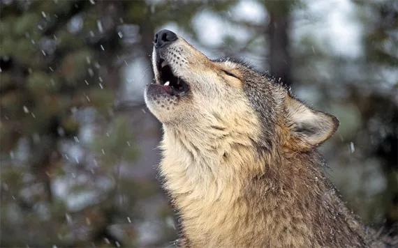 Photo by Keith Szafranski