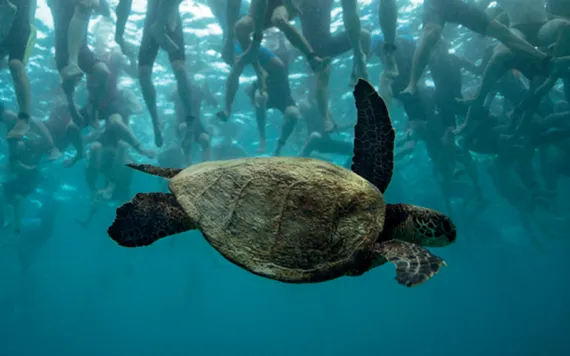 Underwater photo of dozens of legs in wetsuits with a green sea turtle swimming under them.