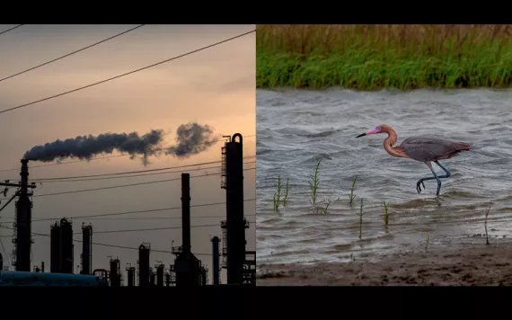 Industrial scene with the tops of smokestacks at dusk; right: A shorebird wades in a wetland area. _______________