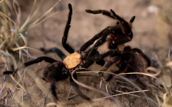 Two tarantulas are on their hind legs and are mating but look like they're fighting.