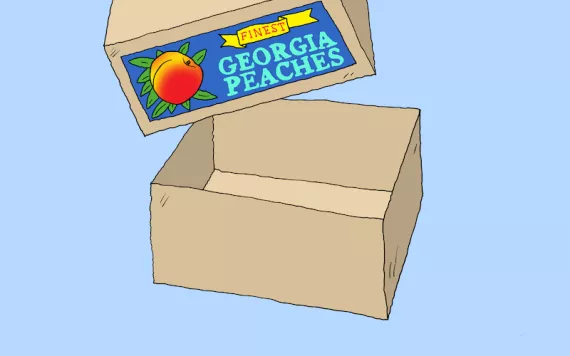 Illustration of an empty box of peaches