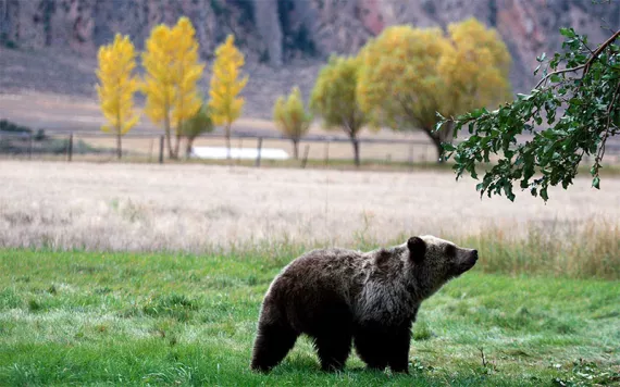 Photo by Alan Rogers/The Casper Star-Tribune via AP, file