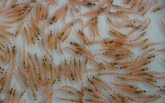 Microplastics