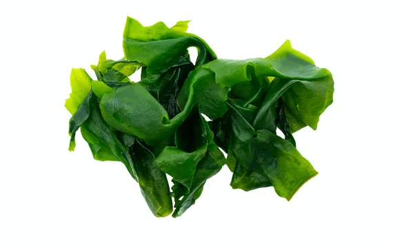 Seaweed