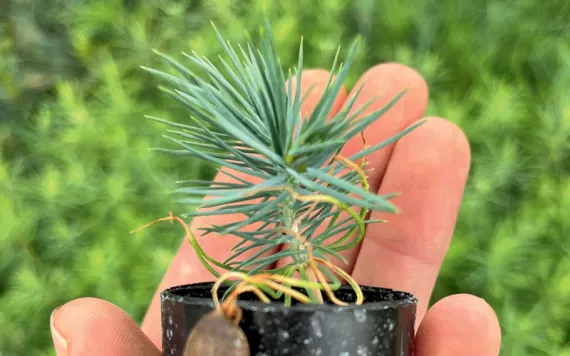 Close-up of a hand holding a black plastic tube with a piñon seedling inside.