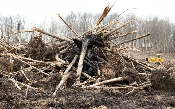 Broken and torn up trees uprooted and piled in a heap with the earth still clinging to their roots.
