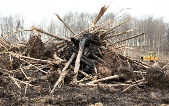 Broken and torn up trees uprooted and piled in a heap with the earth still clinging to their roots.