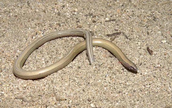 The Temblor legless lizard. Photo by Alex Krohn.