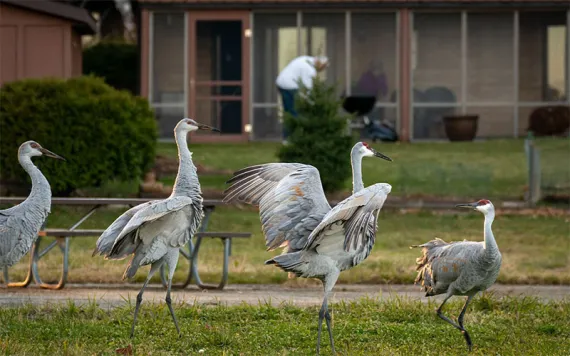 Sandhill cranes