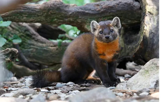 A marten at ZooAmerica