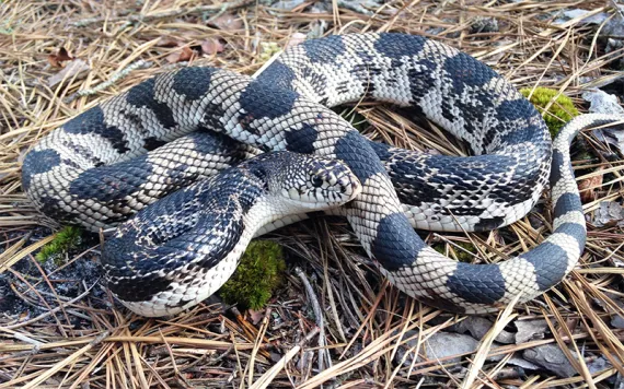 A pine snake writhing on the ground.
