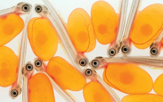 Close-up of several alevins. They have large eyes and bright-orange egg sacs.